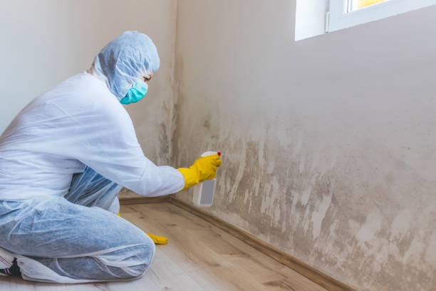 Licensed Attic Mold Removal service in Jacksonville, OR - WQB Mold Removal