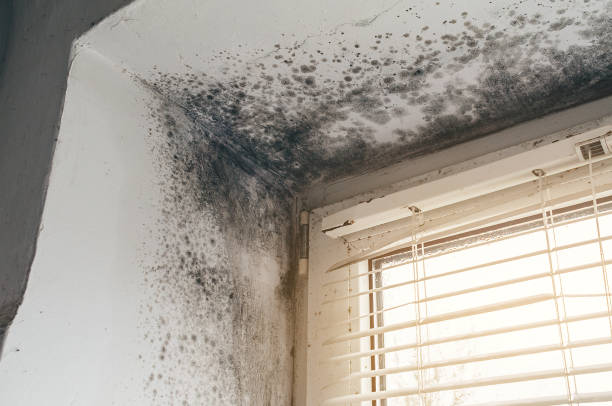 Affordable Attic Mold Removal solutions in Jacksonville, OR