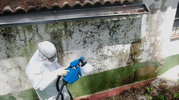 Top rated local Attic Mold Removal specialists in Jacksonville, OR